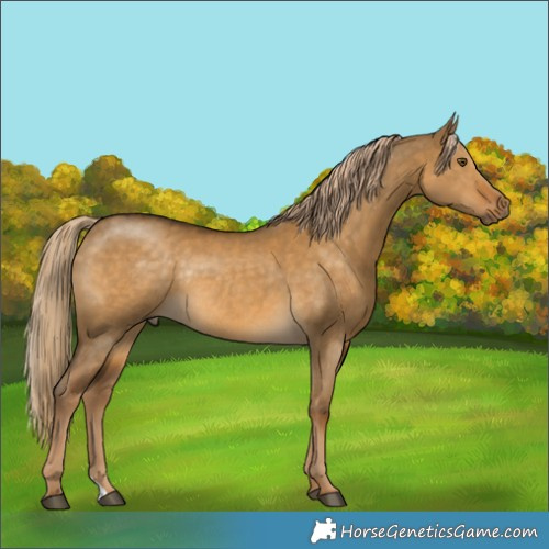 Horse Color:Chocolate Palomino Dun Mushroom Rabicano 