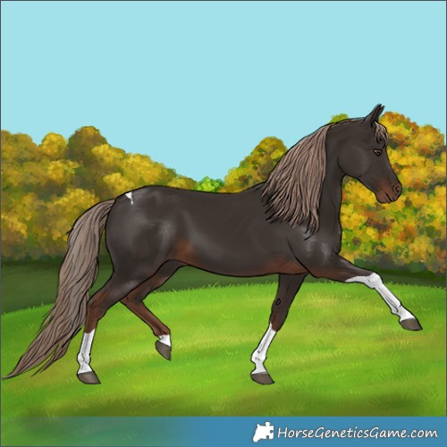 Horse Color:Liver Chestnut Tobiano 