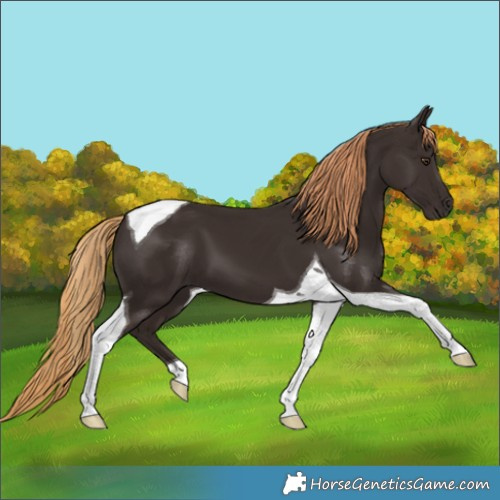Horse Color:Liver Chestnut Tobiano 