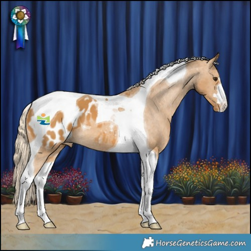 Horse Color:Palomino Tobiano Appaloosa 
