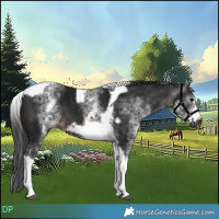 Horse Color:Gray White Spotted Brown Tobiano Frame 
