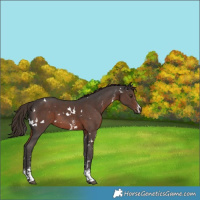 Horse Color:White Spotted Liver Chestnut Sabino