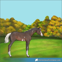 Horse Color:Liver Chestnut Mushroom Sabino