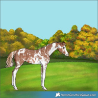 Horse Color:White Spotted Chestnut Sabino Appaloosa