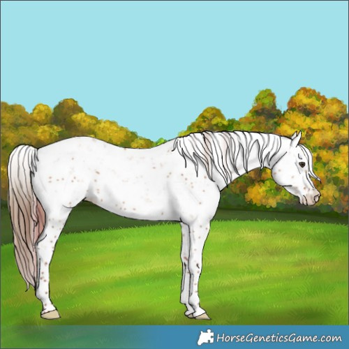 Horse Color:Plaid  Red Dun Sabino 