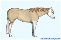 Horse Color:Red Dun Splash Rabicano 
