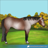 Horse Color:Gray Bay 