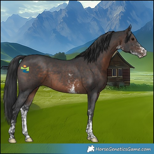 Horse Color:Brown Sabino 