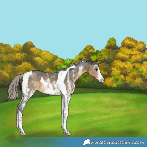 Horse Color:Silver Buckskin Sabino Tobiano 
