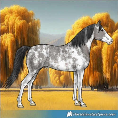 Horse Color:Grullo Sabino 