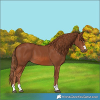 Horse Color:Chestnut 
