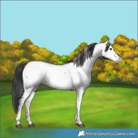 Horse Color:Black Tobiano Appaloosa 
