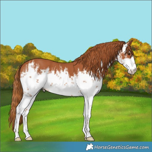 Horse Color:White Spotted Chestnut