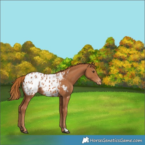 Horse Color:Chestnut Appaloosa 