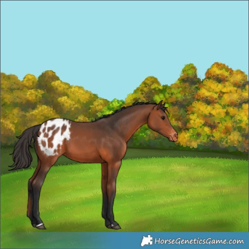 Horse Color:Bay Appaloosa