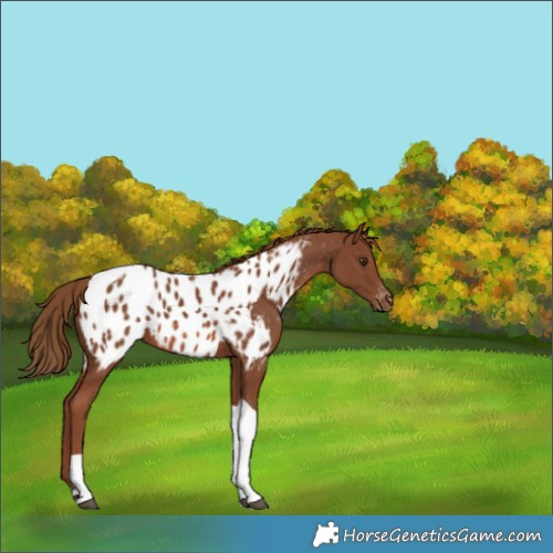 Horse Color:Chestnut Tobiano Appaloosa