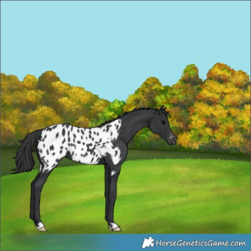 Horse Color:Black Appaloosa