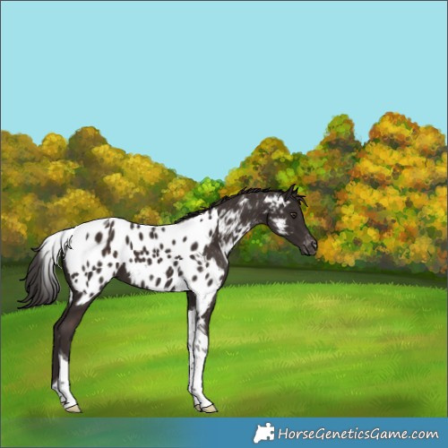 Horse Color:Liver Chestnut Tobiano Appaloosa