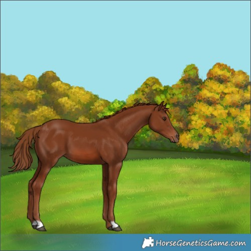 Horse Color:Chestnut 