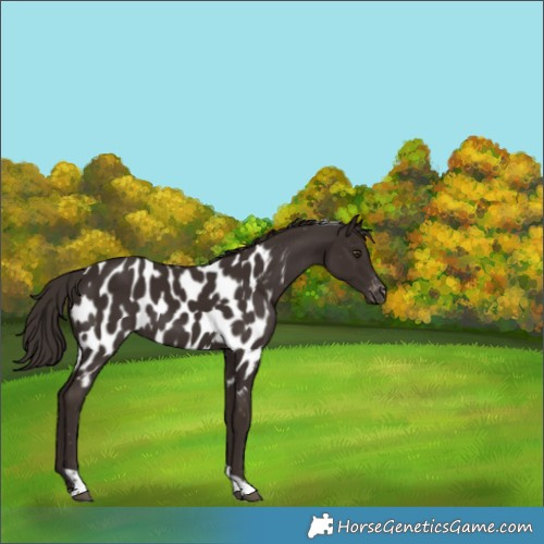 Horse Color:Liver Chestnut Tobiano Appaloosa