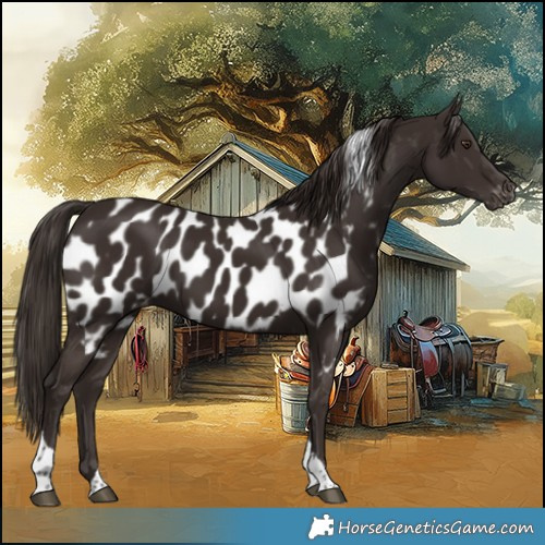 Horse Color:Liver Chestnut Tobiano Near Leopard 
