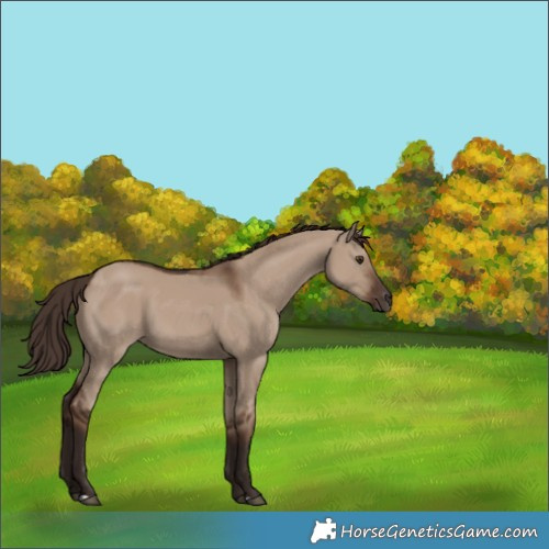 Horse Color:Liver Red Dun