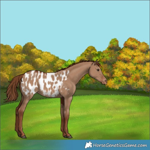 Horse Color:Red Dun Appaloosa 