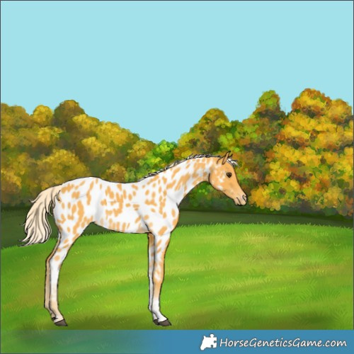 Horse Color:Palomino Tobiano Appaloosa