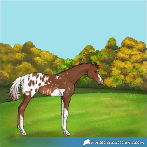 Horse Color:Chestnut Tobiano Appaloosa