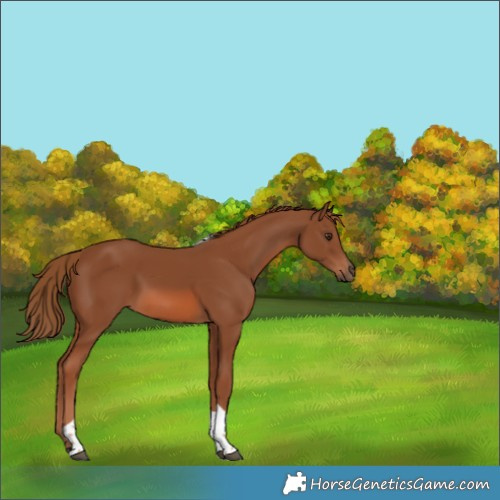 Horse Color:Chestnut Tobiano 