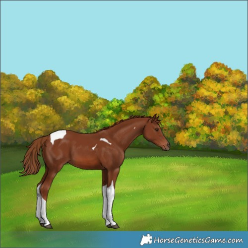 Horse Color:Chestnut Tobiano 