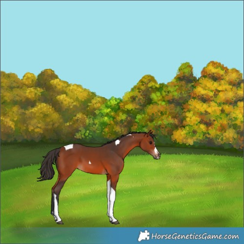 Horse Color:Bay Tobiano
