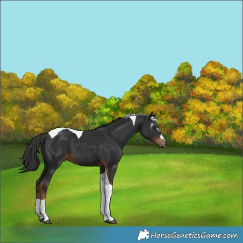 Horse Color:Gray Liver Chestnut Tobiano 