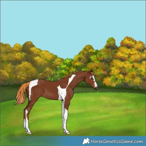 Horse Color:Gray Chestnut Tobiano