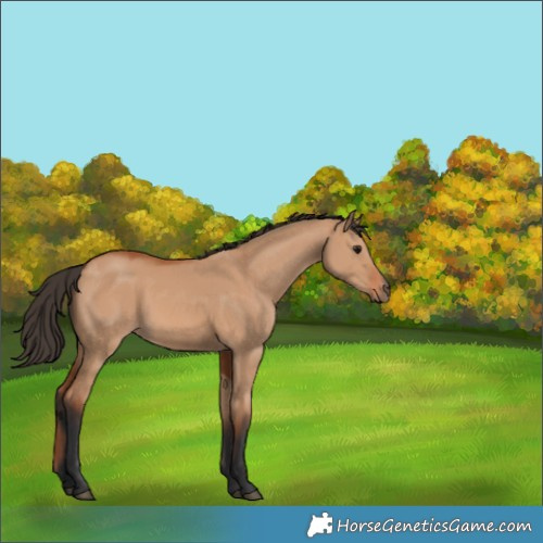 Horse Color:Bay Dun
