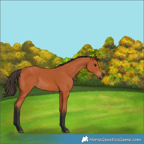 Horse Color:Bay Rabicano