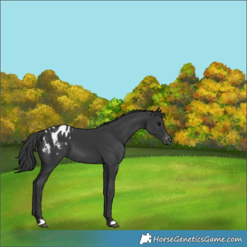 Horse Color:Black Appaloosa 