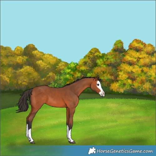 Horse Color:Bay Splash 