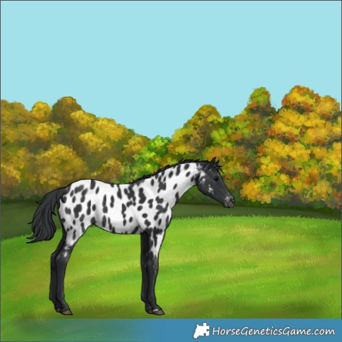 Horse Color:Black Appaloosa