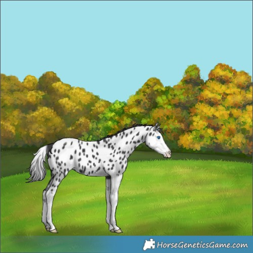 Horse Color:Black Splash Appaloosa 