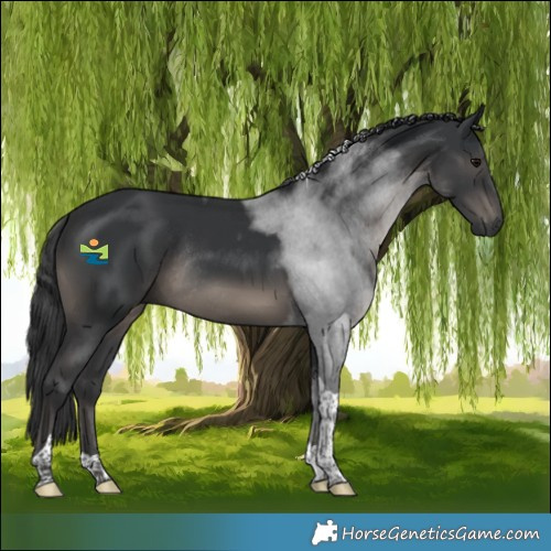 Horse Color:Black Tobiano Rabicano 