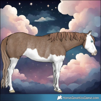 Horse Color:Liver Red Dun Splash Rabicano 