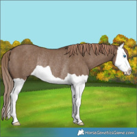 Horse Color:Liver Red Dun Splash Rabicano 
