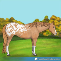 Horse Color:Chestnut Splash Blanket 