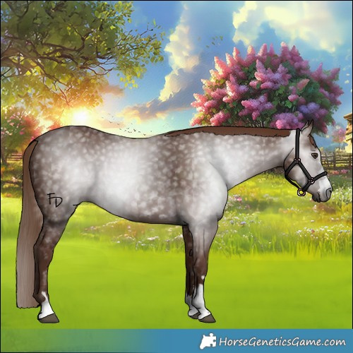 Horse Color:Gray Chestnut 