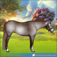 Horse Color:Gray Chestnut 