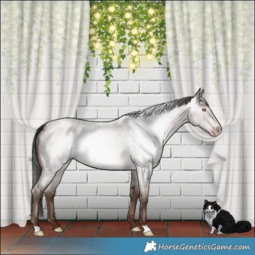 Horse Color:Gray Sable Champagne Roan Mushroom Rabicano
