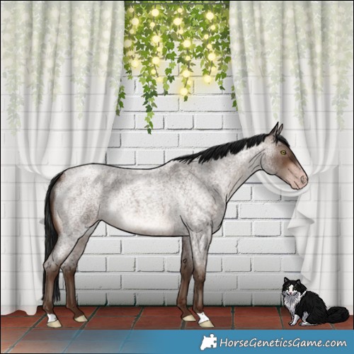 Horse Color:Gray Sable Champagne Roan Mushroom Rabicano