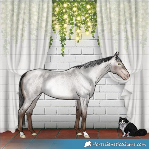 Horse Color:Gray Sable Champagne Roan Mushroom Rabicano 