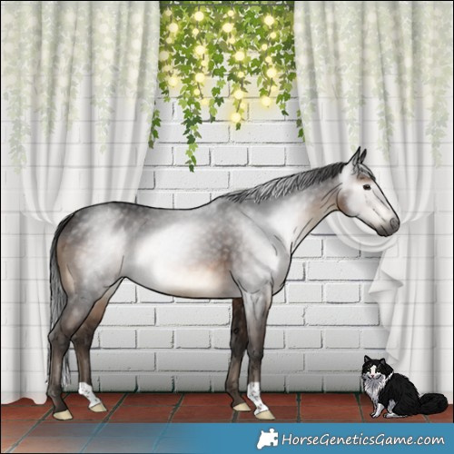 Horse Color:Gray Brown